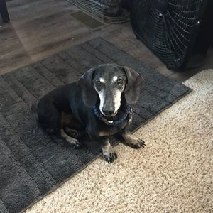 Meet your Posher, Paul